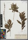 Foto von Salix purpurea L. x Salix viminalis L.